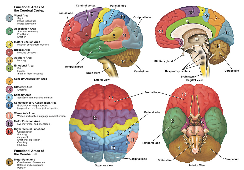 سطوح یا نماهای مطالعه تشریحی مغز قسمت سیزدهم NeuroSono